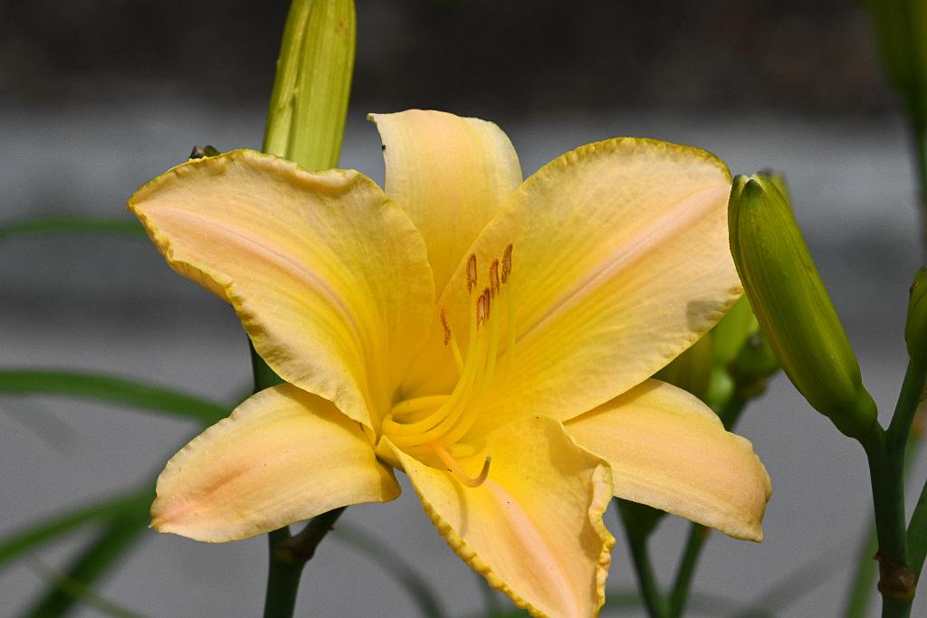 2025-07119520 Tower Hill Botanic Garden, MA.JPG - Daylily. New England Botanic Garden at Tower Hill, MA, 7-11-2025